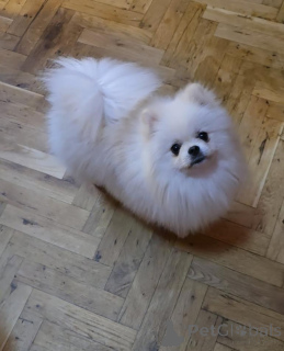 Zdjęcie №2 do zapowiedźy № 141366 na sprzedaż  szpic miniaturowy - wkupić się Serbia hodowca