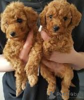 Zdjęcie №3. Hochwertige Springer Spaniel angielski Welpen zur Adopcja verfügbar. Niemcy