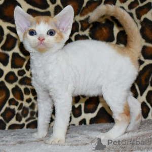 Zdjęcie №1. devon rex - na sprzedaż w Bruksela | 1046zł | Zapowiedź № 120722