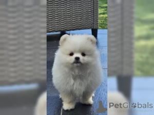 Zdjęcie №3. Purebred Pomoran/Dwarfspitz ze stołem przodków. Niemcy