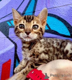 Zdjęcie №2 do zapowiedźy № 164371 na sprzedaż  kot bengalski - wkupić się Finlandia prywatne ogłoszenie, ze schronu