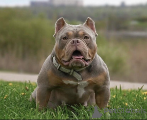 Dodatkowe zdjęcia: Hodowla American Bully oferuje szczenięta do rezerwacji