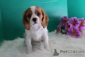 Zdjęcie №1. cavalier king charles spaniel - na sprzedaż w Дублин | Bezpłatny | Zapowiedź №124158