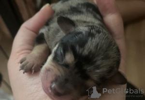 Zdjęcie №2 do zapowiedźy № 130374 na sprzedaż  chow-chow - wkupić się Niemcy prywatne ogłoszenie