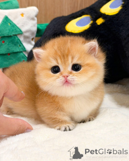 Zdjęcie №2 do zapowiedźy № 165877 na sprzedaż  kot brytyjski krótkowłosy - wkupić się Niemcy hodowca