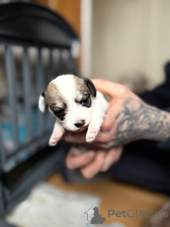 Zdjęcie №2 do zapowiedźy № 163984 na sprzedaż  maltipu - wkupić się USA prywatne ogłoszenie