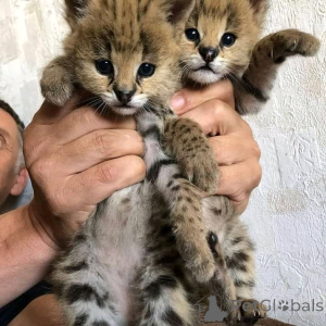 Zdjęcie №2 do zapowiedźy № 166068 na sprzedaż  sawanna - wkupić się Niemcy prywatne ogłoszenie, hodowca