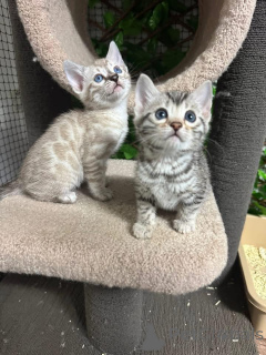 Zdjęcie №2 do zapowiedźy № 152759 na sprzedaż  kot bengalski - wkupić się Szwajcaria prywatne ogłoszenie