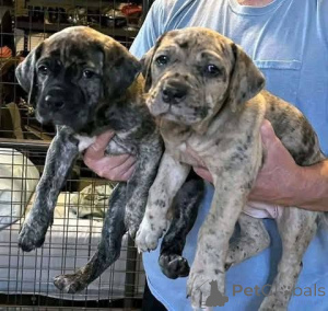 Zdjęcie №2 do zapowiedźy № 173408 na sprzedaż  cane corso - wkupić się Dania prywatne ogłoszenie, hodowca
