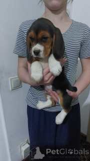 Zdjęcie №3. Sprzedam szczenięta 4 dziewczynki i 4 chłopców. Niemcy