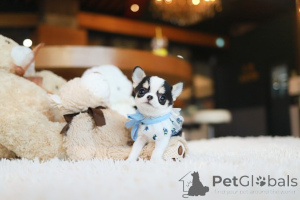 Zdjęcie №2 do zapowiedźy № 155039 na sprzedaż  chihuahua (rasa psów) - wkupić się USA hodowca