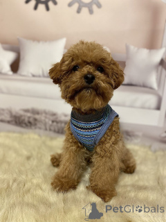 Zdjęcie №2 do zapowiedźy № 158841 na sprzedaż  pies nierasowy - wkupić się Niemcy prywatne ogłoszenie, hodowca