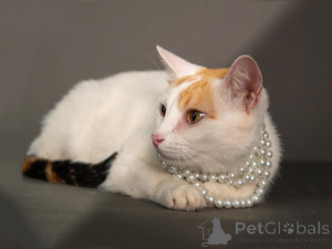 Zdjęcie №2 do zapowiedźy № 155866 na sprzedaż   - wkupić się Federacja Rosyjska prywatne ogłoszenie