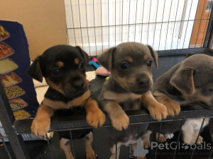 Zdjęcie №3. Szczenięta Jacka Russella. Dania