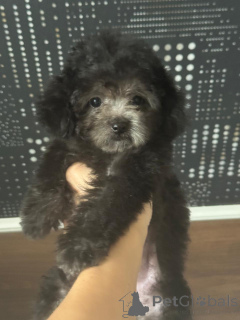 Zdjęcie №1. pudel (krasnolud) - na sprzedaż w Krasnodar | 11860zł | Zapowiedź №155131