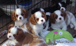 Zdjęcie №1. cavalier king charles spaniel - na sprzedaż w OSŁO | negocjowane | Zapowiedź №175035