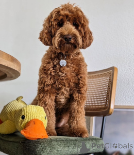 Zdjęcie №1. labradoodle - na sprzedaż w Anderny | 4066zł | Zapowiedź №157667