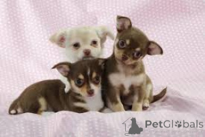 Zdjęcie №3. Teacup Chihuahua Puppies. Niemcy