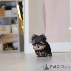 Zdjęcie №4. Sprzedam pies nierasowy w Los Angeles. prywatne ogłoszenie, od żłobka - cena - 2317zł