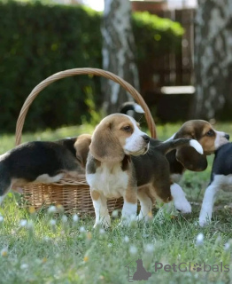 Zdjęcie №3. Ten słodki szczeniak jest już gotowy do adopcji! Szukamy niczego innego niż. Hiszpania