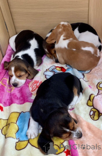 Zdjęcie №4. Sprzedam beagle (rasa psa) w czeski. prywatne ogłoszenie, hodowca - cena - 3827zł