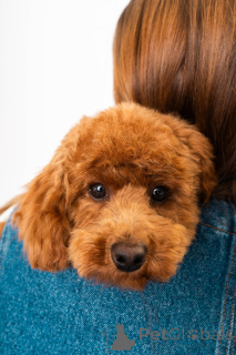 Zdjęcie №1. pudel (krasnolud), pudel (zabawka) - na sprzedaż w Kontich | 14351zł | Zapowiedź №141729