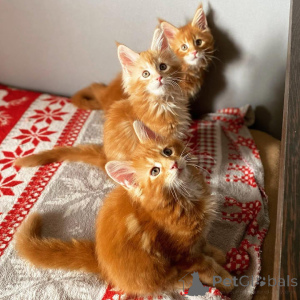 Zdjęcie №2 do zapowiedźy № 139090 na sprzedaż  maine coon - wkupić się Niemcy hodowca