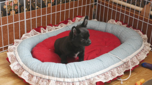 Zdjęcie №4. Sprzedam chihuahua (rasa psów) w Perm. od żłobka, hodowca - cena - 2034zł