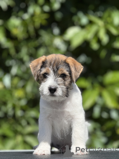 Zdjęcie №2 do zapowiedźy № 145202 na sprzedaż  jack russell terrier - wkupić się Białoruś od żłobka