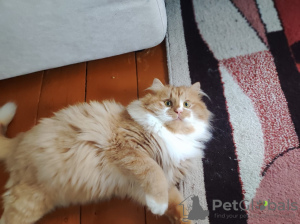 Zdjęcie №2 do zapowiedźy № 130358 na sprzedaż   - wkupić się Białoruś 