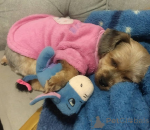 Zdjęcie №3. Wszkolony nocnik Uroczy Yorkshire. Hiszpania