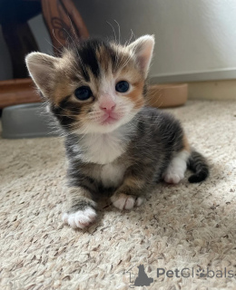 Zdjęcie №1. munchkin - na sprzedaż w Dormgen | 1674zł | Zapowiedź № 149730