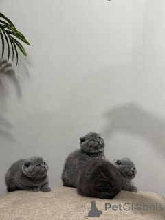 Zdjęcie №3. Scottish Fold Kittens. Finlandia