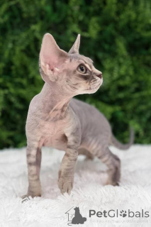 Zdjęcie №1. devon rex - na sprzedaż w Gotha | 1674zł | Zapowiedź № 173522