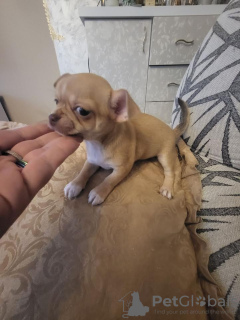 Dodatkowe zdjęcia: Kobieta Chihuahua