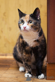 Zdjęcie №4. Sprzedam  w Rzeka Moskwa. prywatne ogłoszenie - cena - Bezpłatny