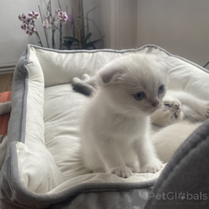 Zdjęcie №2 do zapowiedźy № 168494 na sprzedaż  scottish fold - wkupić się Niemcy prywatne ogłoszenie