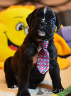 Zdjęcie №2 do zapowiedźy № 14212 na sprzedaż  bokser - wkupić się Białoruś prywatne ogłoszenie, od żłobka, hodowca