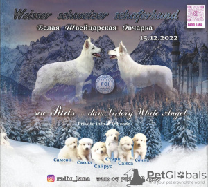 Zdjęcie №1. biały owczarek szwajcarski - na sprzedaż w Павлодар | 2575zł | Zapowiedź №40310