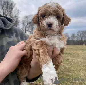 Zdjęcie №2 do zapowiedźy № 71709 na sprzedaż  labradoodle - wkupić się Australia prywatne ogłoszenie, hodowca