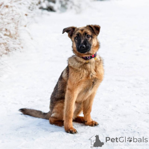 Zdjęcie №3. Sprytna Arya szuka domu!. Federacja Rosyjska