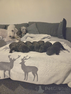 Zdjęcie №1. bedlington terier - na sprzedaż w Zły soden-salmünster | negocjowane | Zapowiedź №166362