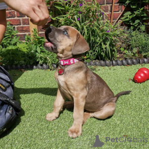 Dodatkowe zdjęcia: cane corso