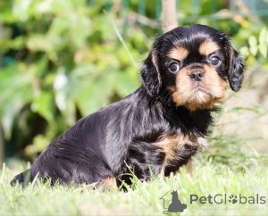 Zdjęcie №3. Urocza Cavalier Boy szukający rodziny. Włochy