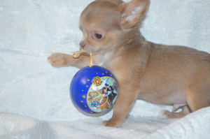 Zdjęcie №2 do zapowiedźy № 5411 na sprzedaż  chihuahua (rasa psów) - wkupić się Federacja Rosyjska od żłobka