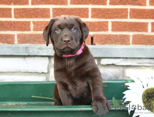 Zdjęcie №3. Szczeniaki labradora retrievera. Cypr