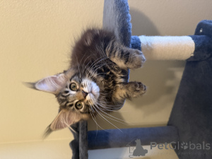 Zdjęcie №3. Maine Coon. USA