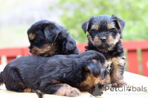 Zdjęcie №1. yorkshire terrier - na sprzedaż w Glasgow | 3109zł | Zapowiedź №138883