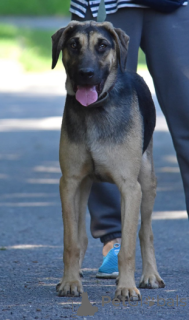 Zdjęcie №1. pies nierasowy - na sprzedaż w Mińsk | Bezpłatny | Zapowiedź №166920