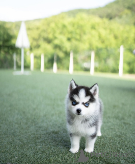 Zdjęcie №2 do zapowiedźy № 144368 na sprzedaż  pies nierasowy - wkupić się Niemcy prywatne ogłoszenie, hodowca